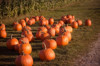 Free Photo of pumpkin, trick or treat, haloween