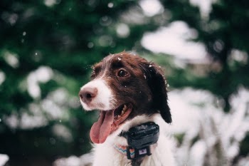 Free Photo of puppy, animal, dog