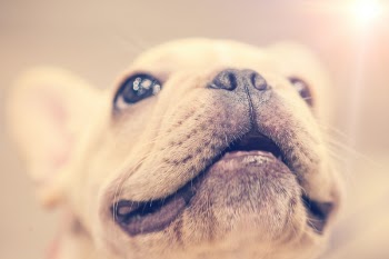 Free Photo of puppy, smile, close-up