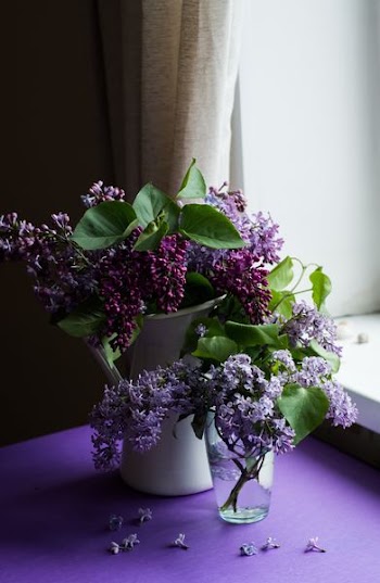 Free Photo of purple, flower, bloom