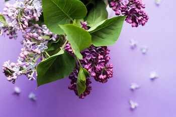 Free Photo of purple, flower, bloom
