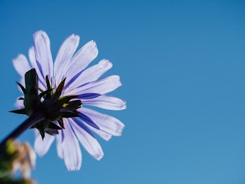 Free Photo of purple, flower, blue