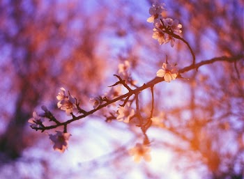 Free Photo of purple, sunshine, trees