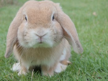 Free Photo of rabbit, pet, animal