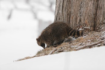Free Photo of racoon, animal