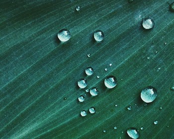 Free Photo of rain, drops, leaf
