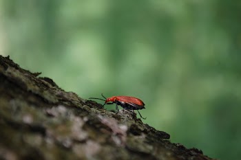 Free Photo of red, beetle, insect