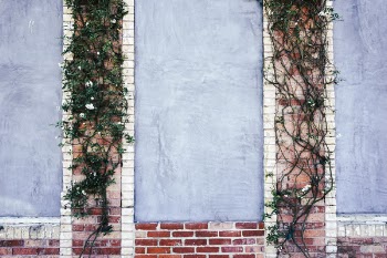 Free Photo of red, brick, vines