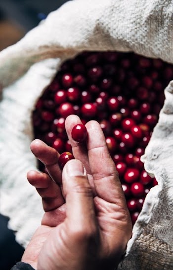 Free Photo of red, coffee, beans