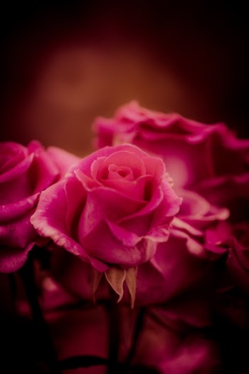 Free Photo of red, flower, rose