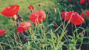 Free Photo of red, poppies, flowers