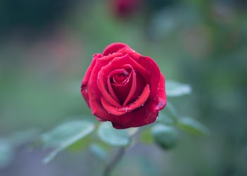 Free Photo of red, rose, petal