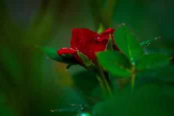 Free Photo of red, rose, petal