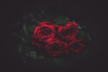 Free Photo of red, roses, flowers