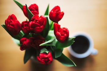 Free Photo of red, tulip, coffee