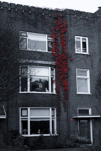 Free Photo of red, vines, bricks