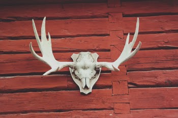 Free Photo of red, wood, antler