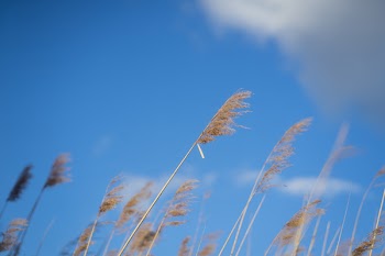 Free Photo of reeds, blue, sky