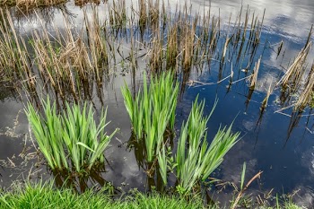 Free Photo of reeds, pond, water