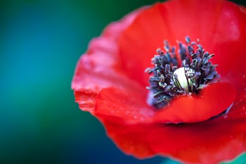 Free Photo of ref, petals, flower