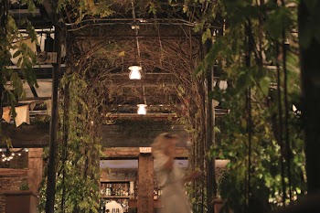Free Photo of restaurant, vines, leaves