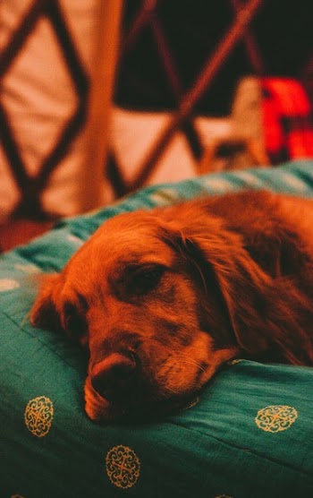 Free Photo of retriever, dog, sleeping