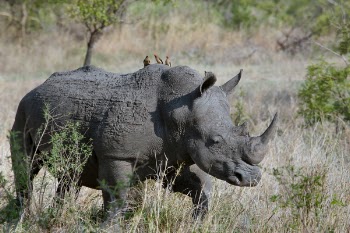 Free Photo of rhinoceros, animal, wildlife