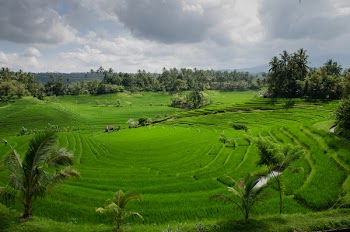 Free Photo of rice paddy field, green, agriculture