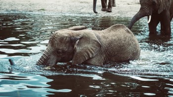Free Photo of river, lake, animal