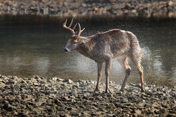 Free Photo of river, water, deer