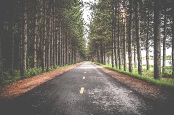 Free Photo of road, street, woods
