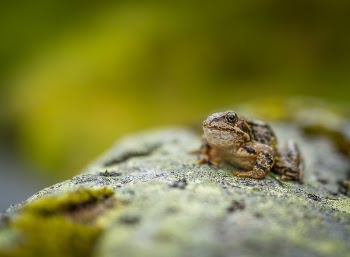 Free Photo of rock, wood, frog