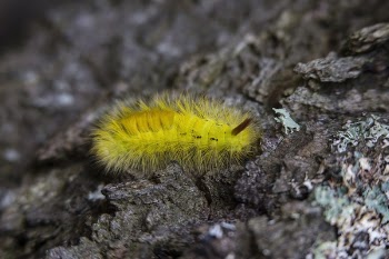 Free Photo of rock, yellow, worm