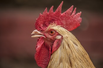 Free Photo of rooster, chicken, red