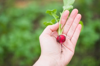 Free Photo of root, plant, food