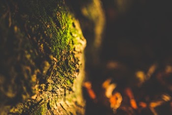 Free Photo of root, tree, green