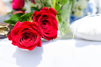 Free Photo of rose, petals, red