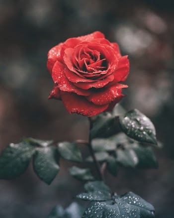 Free Photo of rose, red, green