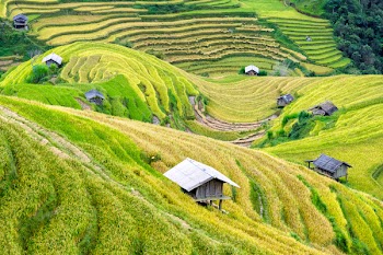 Free Photo of Ruong bac thang, vietnam, rice paddies