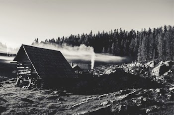 Free Photo of rural, trees, forest
