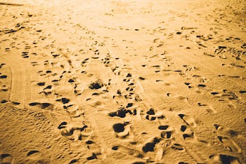 Free Photo of sand, beach, footsteps
