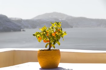 Free Photo of santorini, greece, flower