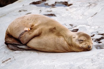 Free Photo of sea, lion, animal