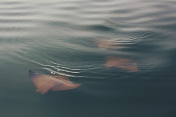 Free Photo of sea, ocean, water