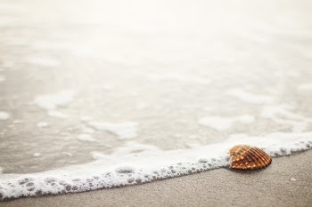 Free Photo of sea shell, beach, sand