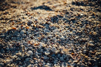 Free Photo of sea shells, beach, sand