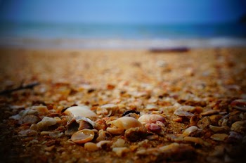Free Photo of sea shells, shore, beach