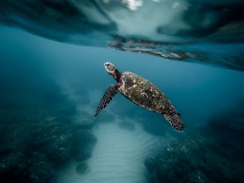 Free Photo of sea, turtle, ocean