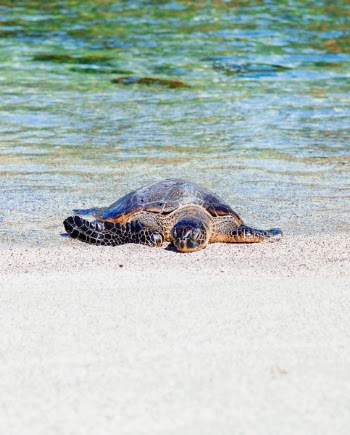 Free Photo of sea, water, turtle