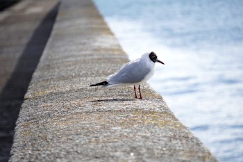 Free Photo of seagull, dove, pigeon